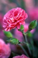 Dianthus 'Valda Wyatt' - Carnations 