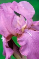 Iris 'Amethyst Flame' - Bearded Iris  