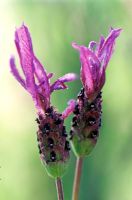 Lavandula pedunculata subsp. pedunculata - French Lavender  