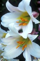 Lilium regale - Regal Lily  