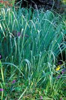 Panicum virgatum 'Dallas Blues' - Swtich Grass 