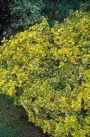 Euonymus fortunei 'Emerald and Gold' 