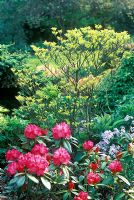 Cornus florida 'Rainbow' with Rhododendron 'Morgenrot' in May  
