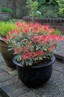 Containers with Pieris 'Flaming Silver' 