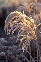 Miscanthus sinensis 'Malepartus' - Chinese Silver Grass with frost in winter  