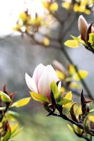 Magnolia 'San Jose' closeup of flower in Sherwood, Devon.