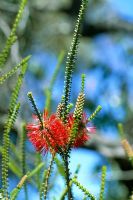 Beaufortia orbifolia - Ravensthorpe Bottlebrush at Bush garden in South Australia
