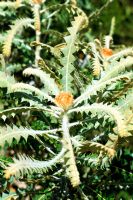 Banksia victoriae - Woolly Orange Banksia from Kangaroo Island in South Australia