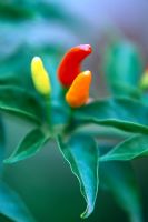 Capsicum frutescens 'Tabasco' - Chilli Peppers
