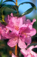 Rhododendron praecox  