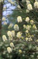 Fothergilla monticola  - flowers in April