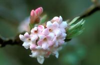 Viburnum x bodnantense 'Dawn' flowering in  December