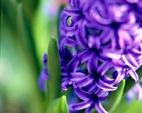 Hyacinthus - Blue Hyacinths