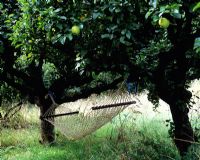 Hammock in Malus - Apple tree