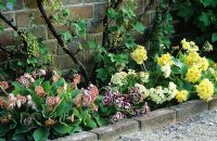 Primula auriculas in narrow north facing border underplanting for espalier currants at West Dean, Sussex. 
