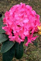 Rhododendron 'Cynthia'