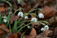 Galanthus 'Hippolyta' - Snowdrops at Colesbourne Park in Gloucestershire