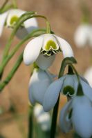 Galanthus 'Titania' - Double Snowdrops  at Colesbourne Park in Gloucestershire