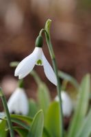 Galanthus elwesii 'G Handel' - Snowdrops at Colebourne gardens in Gloucestershire