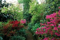 Path edged with Rhododendron obtusum - Evergreen Kurume Azaleas flowering in May at Greencombe in Somerset