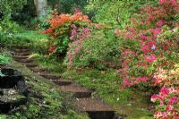Path with steps edged with brightly coloured Rhododendron obtusum - Evergreen Kurume Azaleas at Greencombe in Somerset