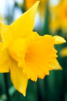 Narcissus 'Rijnvelds Early Sensation' - Daffodils (Trumpet hybrids)