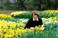 Christine Skelmersdale of Broadleigh Bulbs picking Narcissus from open field planting, Somerset