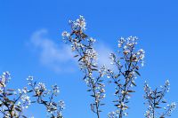 Amelanchier 'Ballerina' - Snowy Mespilus blossom against a blue sky