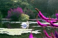 Swan on lake at Lady Farm in Somerset, Lythrum salicaria - Purple Loosestrife 