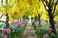 Arch of Laburnum x watereri 'Vossii' underplanted with Alliums at Barnsley House, Gloucestershire.