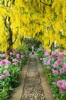 Laburnum x watereri 'Vossii' underplanted with Alliums at Barnsley House, Gloucestershire.