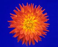 Dahlia 'Fille du Diable' - single flower blue background