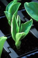 Broad bean seedlings in root trainers, April