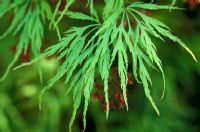 Acer palmatum var dissectum with new foliage in April