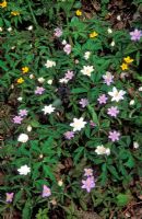 Spring flowers in woodland garden, Anemone nemorosa 'Allenii', Anemone nemorosa 'Vestal' and  Anemone ranunculoides