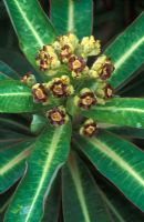 Euphorbia mellifera flowering in April