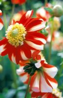 Dahlia 'Asahi Chohji' - Dahlia group - Anemone-flowered, National Collection of Dahlias, Goldenacre Park, Leeds 