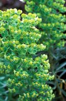 Euphorbia wulfenii 'Clochette' - National Collection of Euphorbia 