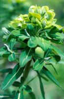 Euphorbia cognata - National Collection of Euphorbia 