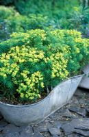 Euphorbia cyparissias growing in metal container - National Collection of EuphorbiaOwner - Mr. D. Witton
