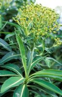 Euphorbia stygiana - National Collection of Euphorbia 