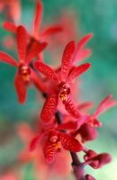 Aranthera 'Lillibrook' - Orchid, Singapore