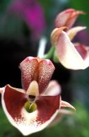 Catasetum penang - Orchid, Singapore