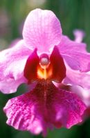 Vanda Miss Joaquim 'Douglas' - Orchid, Singapore