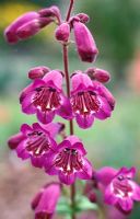 Penstemon 'Russian River' x 'Mother of Pearl' - National Collection of Penstemon, Lonstock Nursery