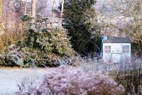 Cottage garden in the frost with Cotoneaster and children's playhouse. 
Gowan Cottage garden in January