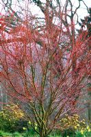 Acer Palmatum 'Sango-kaku' - Coral Bark Japanese Maple in March