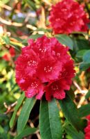 Rhododendron 'Fusilier' flowering in May