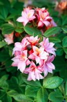 Rhododendron 'Colin Kenrick' - Knap Hill Deciduous Azalea