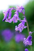 Hyacinthoides non-scripta - Bluebells flowering in May
